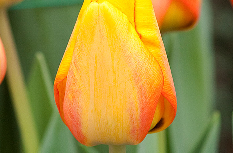 Blushing Apeldoorn - Tulp